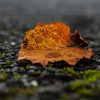 Herbstbilder: Ich habe das bunte Laub für mich neu entdeckt