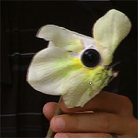 Hochzeiten mal anders gefilmt – mit einer GoPro Actioncam im Brautstrauß