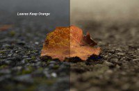 Leaves Keep Orange