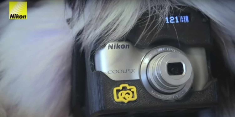 PhoDographer – Nikon lässt mit Heartography Hunde Fotos machen