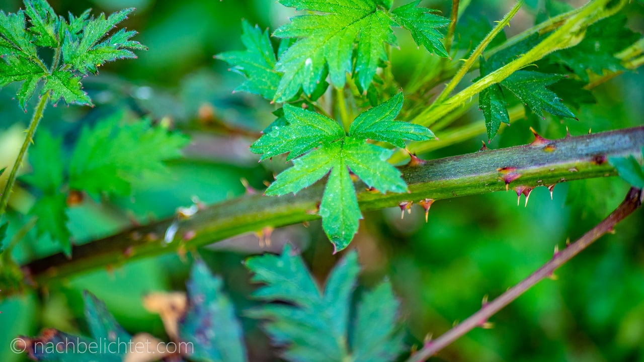 Brombeeren entfernen und schneiden Tipps und Tricks