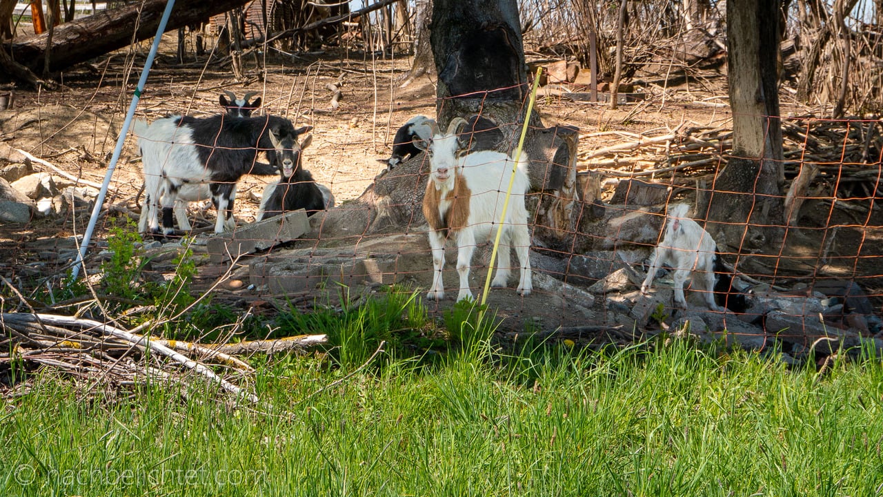Wochenrückblick KW20/20 – Tesla Erfahrungen, Lightroom günstiger, Objektive und Stative
